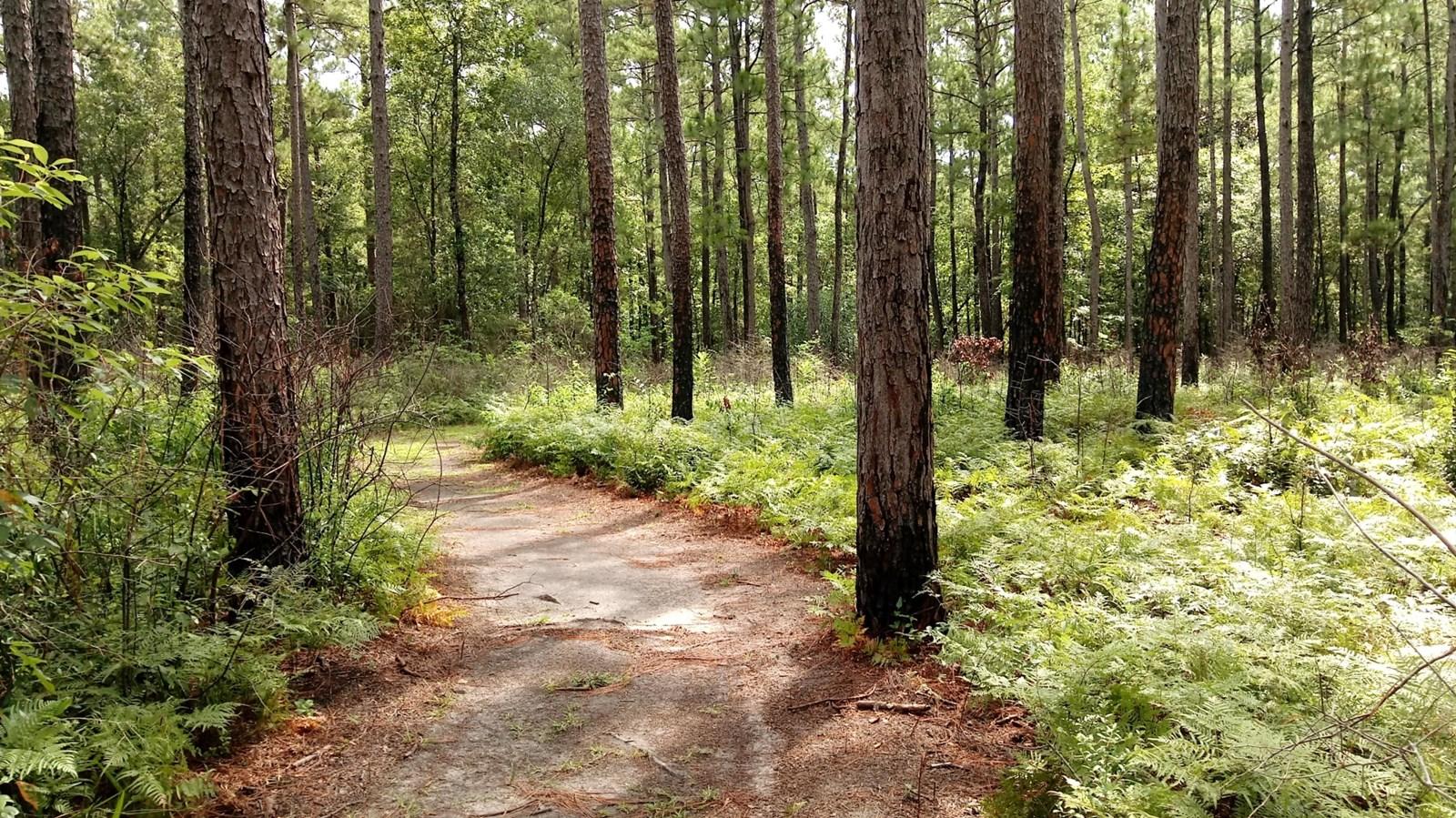 Big Thicket Sundew Trail