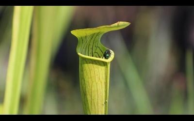 Pitcher Pitcher Plant TrailTrail
