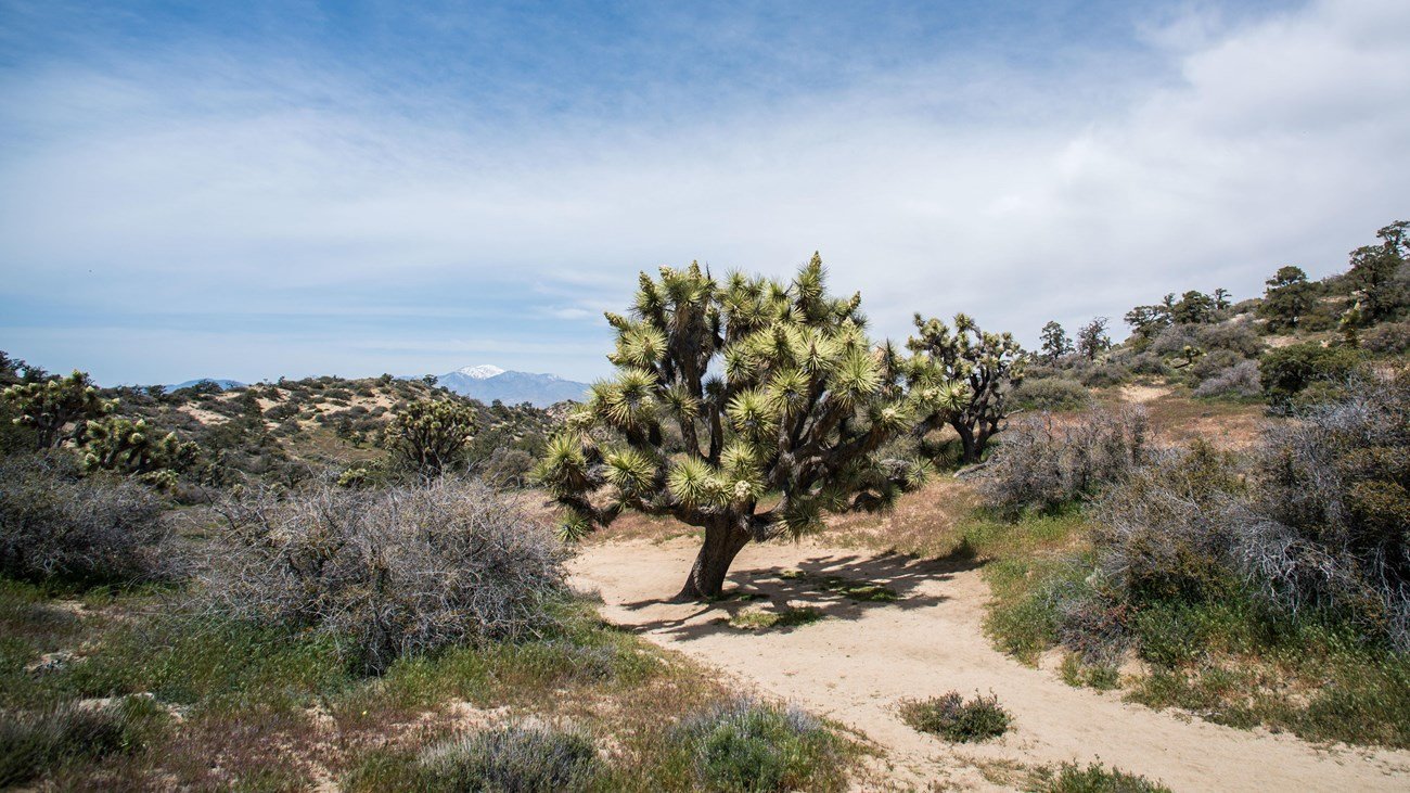 Panorama Loop