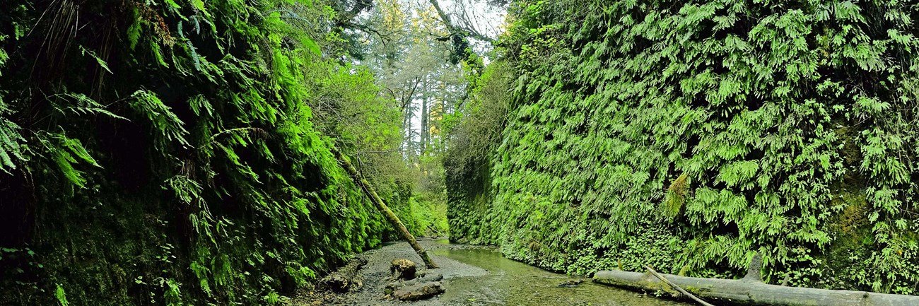 Fern Canyon Trail
