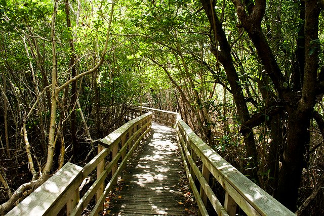 Mahogany Hammock Trail