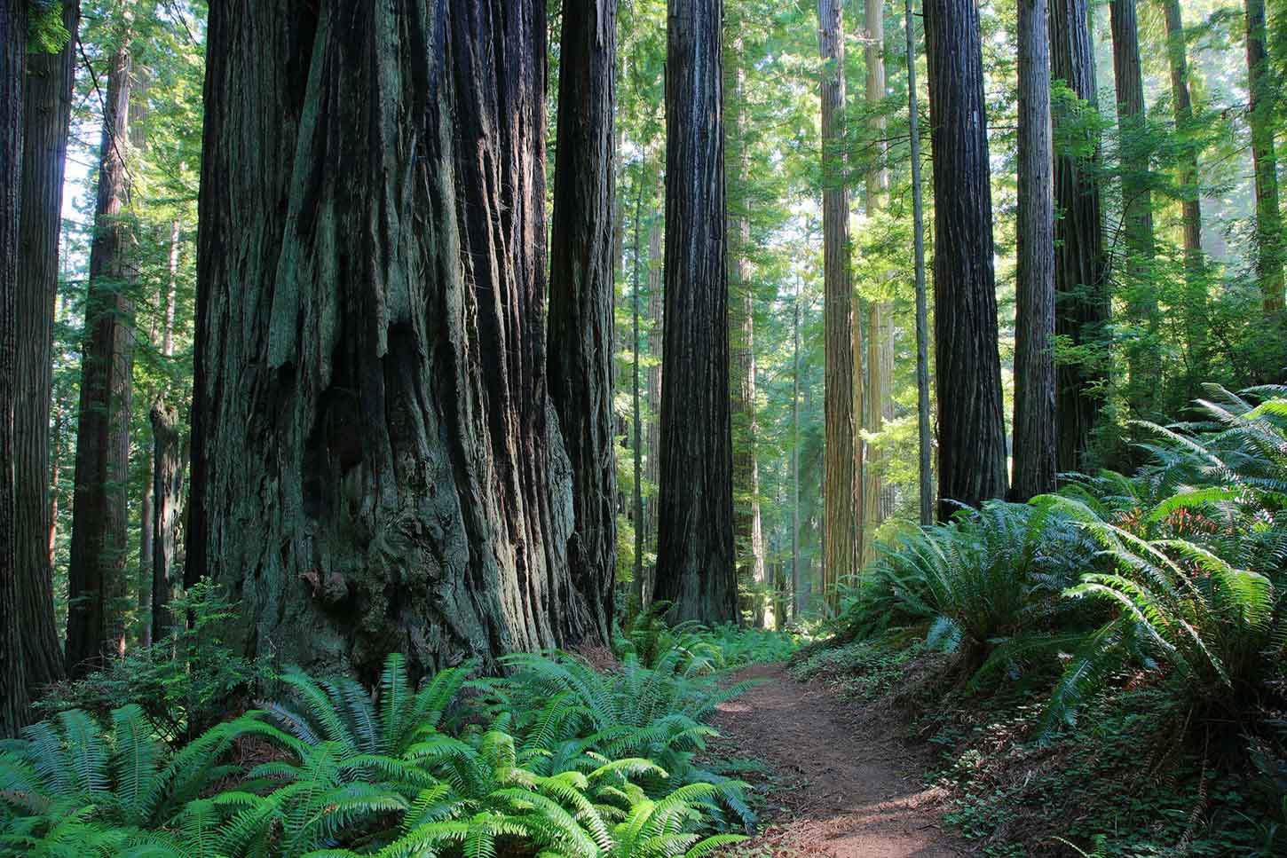Trillium Falls Trail